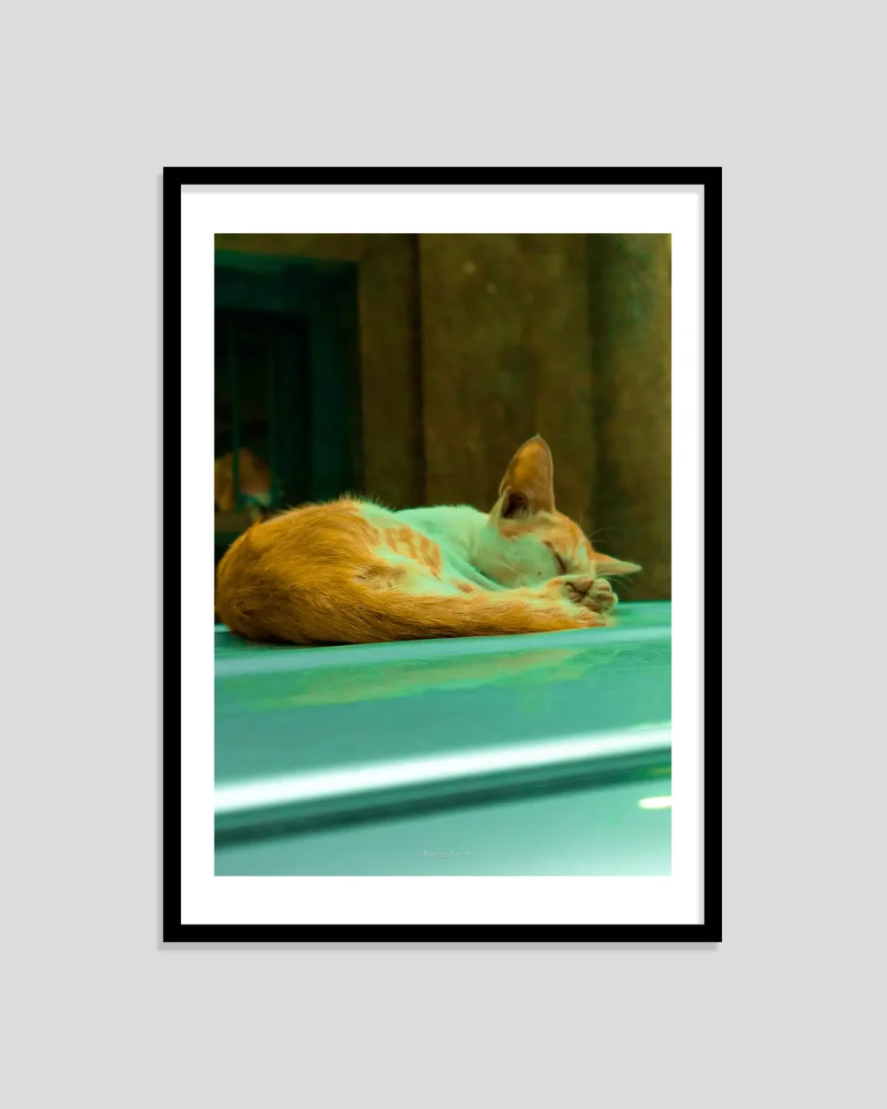 Cat on Pause