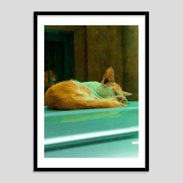 Cat on Pause
