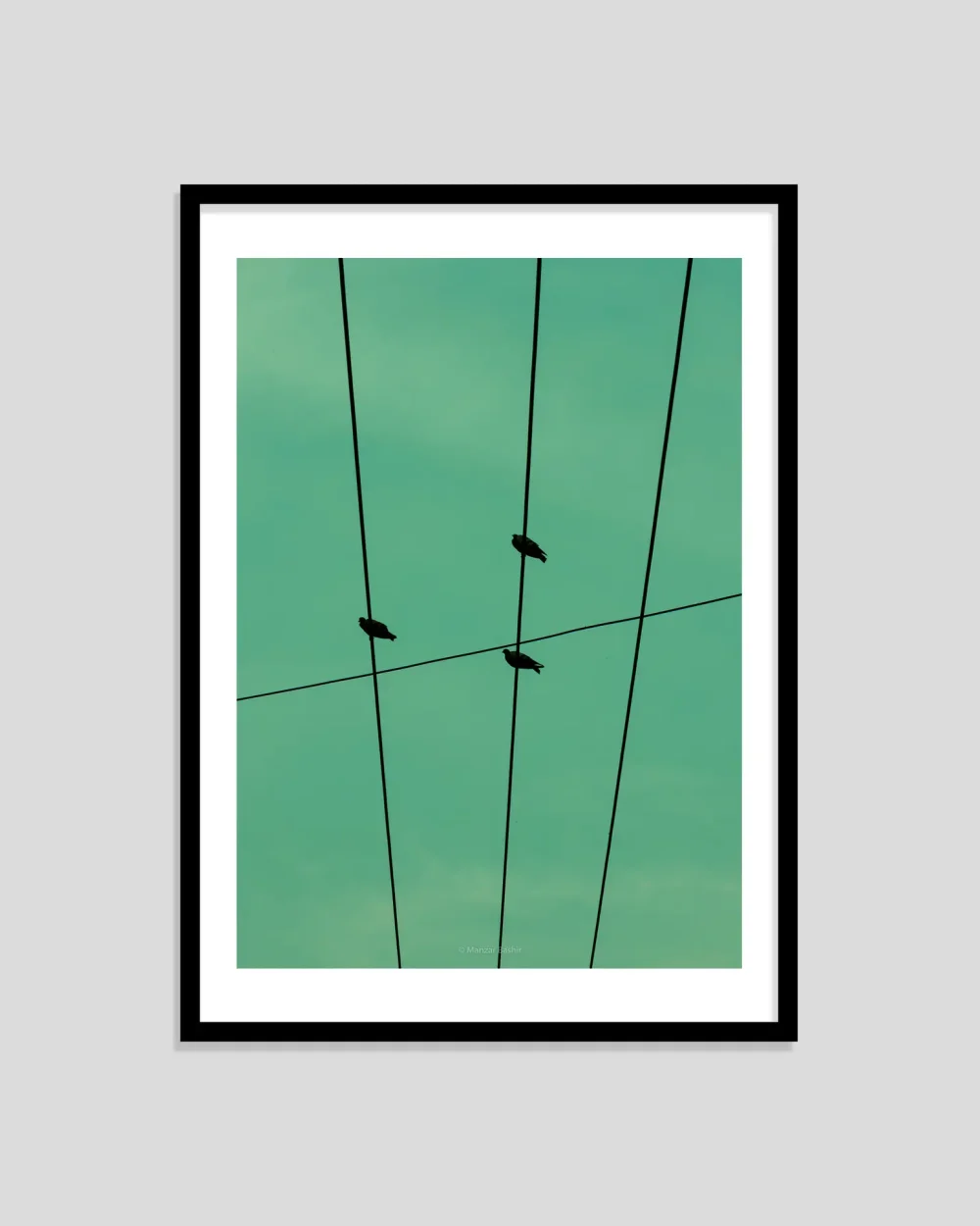 Bird Notes