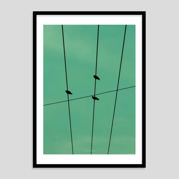 Bird Notes